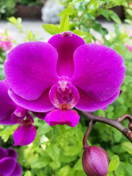 Bahçedeki Güzel Mor Orkide Çiçeği — Stok fotoğraf