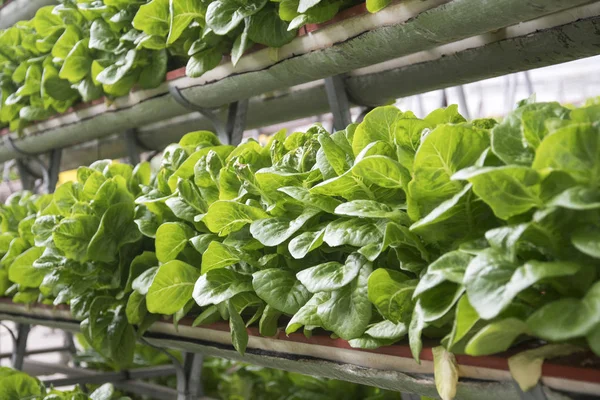 Indoor organic hydroponic fresh green vegetables produce in greenhouse garden nursery farm