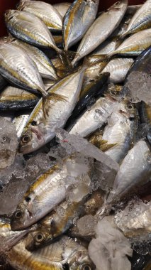 Singapur 'daki balık pazarında taze uskumru balığı.