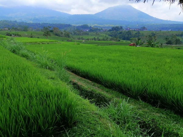 Vista Dos Campos Arroz Verde Bali Indonésia — Fotografia de Stock