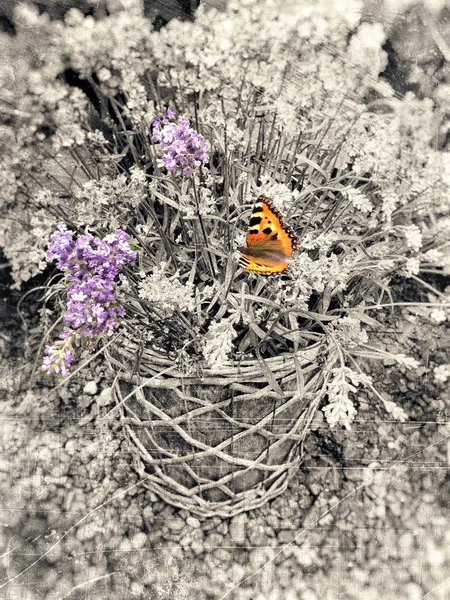 Topf mit Blumen und Schmetterling — Stockfoto