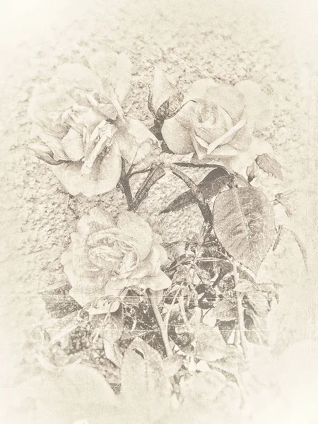 Rose antiche sognanti — Foto Stock
