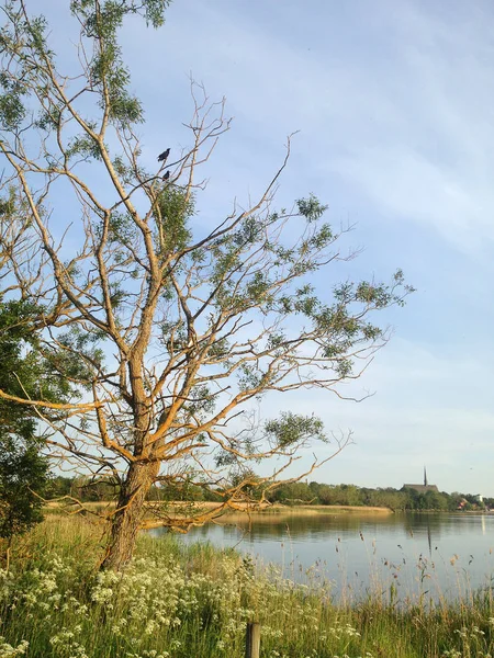 Çürüme ağacında
