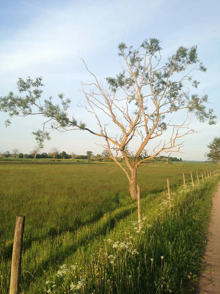 Tarladaki ağaç
