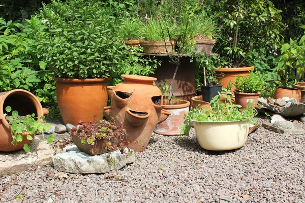 Variety of pots and plants — Stock Photo, Image