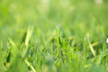 Doğal yaz mevsimi yeşil çimen arka plan seçici odak