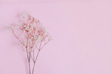 Pembe arka planda kurumuş çiçeklerin bileşimi. Uzayı kopyala Düz yerde, üst tarafta. seçici odak.