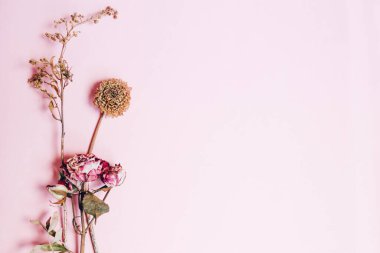 Pembe arka planda kurumuş çiçeklerin bileşimi. Uzayı kopyala Düz yerde, üst tarafta. seçici odak.