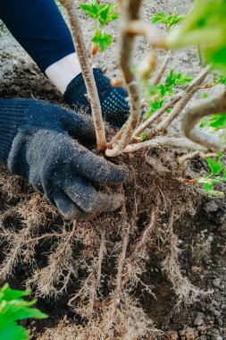 Frenk üzümü yetiştirme, kökleri toprağa gömme, bahçe işleri, ev eldivenleri.