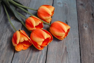 Eski ahşap arka planda renkli laleler. Üst görünüm, alanı kopyala