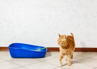 İçerideki çöp kutusundaki sevimli kırmızı kedi. Hayvan bakımı