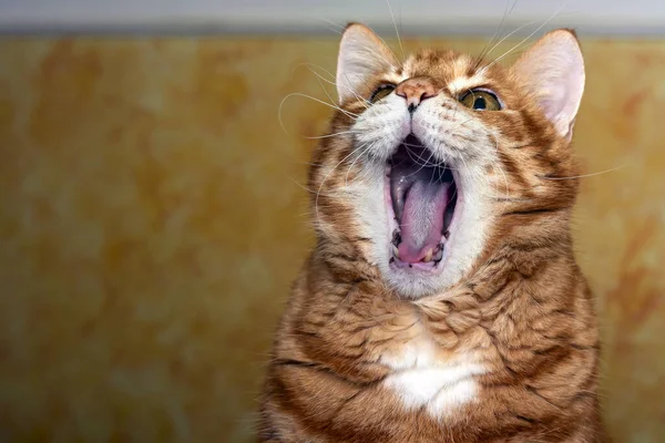 The orange cat looks up, mewing and having widely opened a mouth. Horizontal shot, orange background, close up