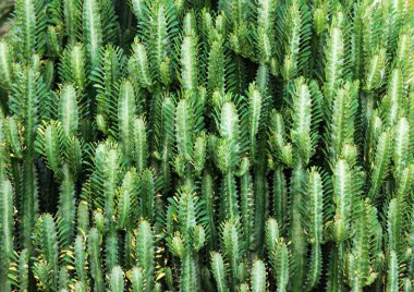 Yeşil sulu kaktüs arka plan