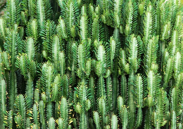 Yeşil sulu kaktüs arka plan