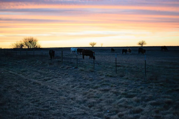 Vaca Pastor Pôr Sol — Fotografia de Stock