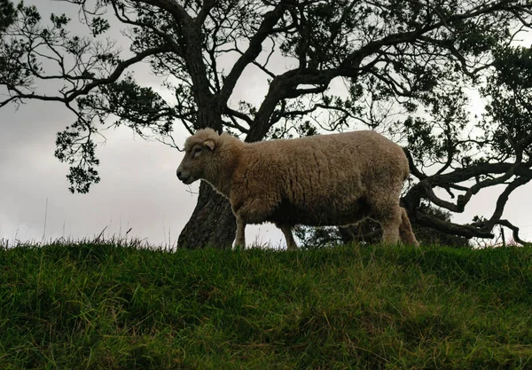 ニュージーランドの羊は — ストック写真