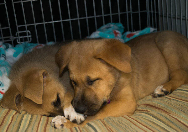 Puppies cuddling together sleeping