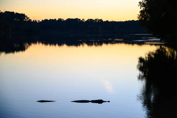 American Alligator Alligator Mississippiensis Native United States America — Stock Photo, Image