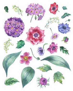 Bahar çiçekleri kümesi: lily vadi, anemon, çuha çiçeği, beyaz zemin üzerine suluboya resim.