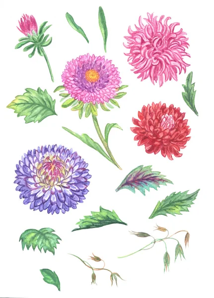 Ensemble Asters Fleurs Illustration Aquarelle Sur Fond Blanc — Photo