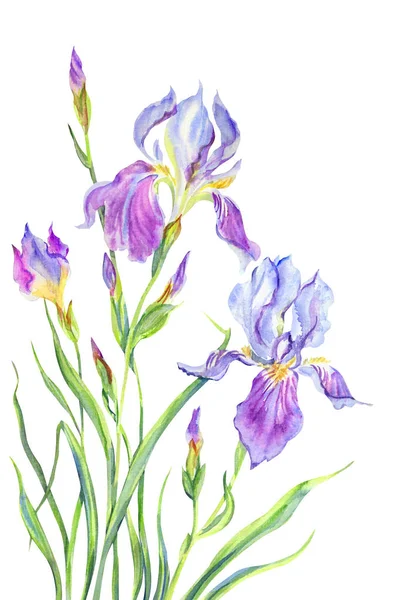 紫色的虹膜在白色的背景上 花卉水彩画手绘 — 图库照片