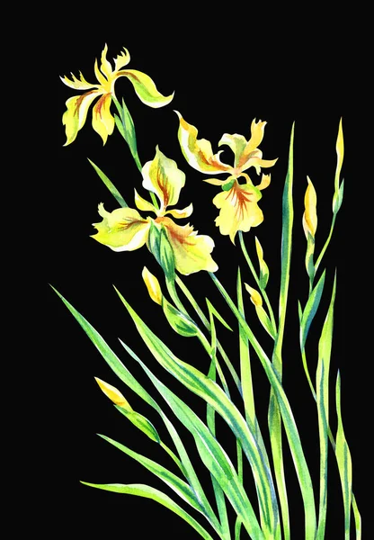 Iris Amarillos Sobre Fondo Negro Aislados Acuarela Floral Dibujo Mano —  Fotos de Stock