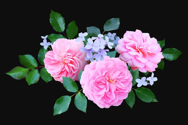 Buquê Rosa Terry Inglês Rosas Matthiola Fundo Preto Arranjo Floral — Fotografia de Stock