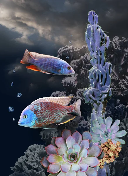 Тропічна Риба Сукуленти Тлі Темного Неба Хмарами Фантастичний Сюжет Сюрреалізм — стокове фото