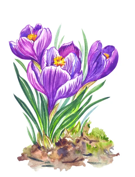 Crocus Printaniers Fleurs Aquarelle Sur Fond Blanc Isolé Fleurs Peintes — Photo