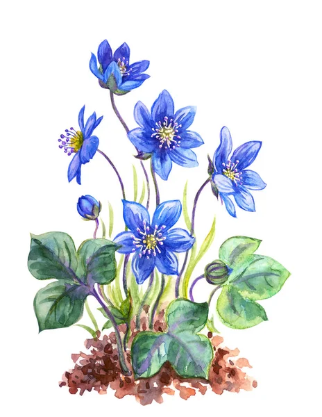 Hepatika Leberblatt Oder Königliches Koppelaquarell Botanische Illustration Auf Weißem Hintergrund — Stockfoto