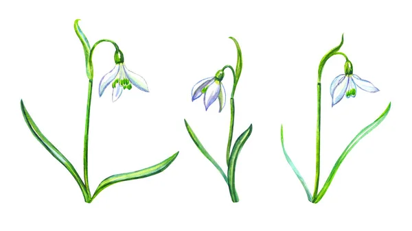 Conjunto Flores Primavera Galanthus Snowdrop Ilustração Aquarela Fundo Branco Isolado — Fotografia de Stock