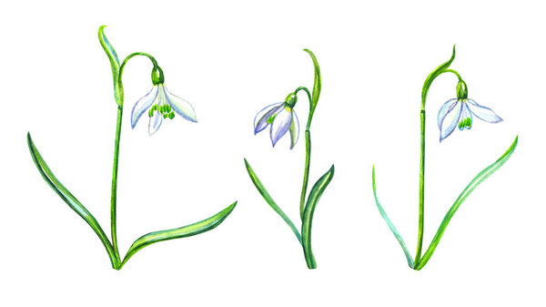 Set of spring Galanthus snowdrop flowers, watercolor illustration on a white background, isolated on a white background.
