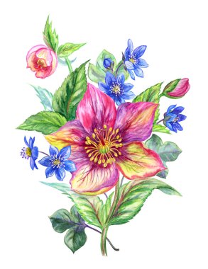 Bahar çiçekleri: karabatak ve Hepatica, izole beyaz arka planda suluboya resim. Romantizm için çiçek çizimi. Paskalya kartları ve diğer tasarımlar.