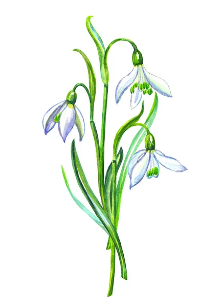 Bouquet Bucaneve Galanthus Illustrazione Acquerello Isolato Sfondo Bianco — Foto Stock