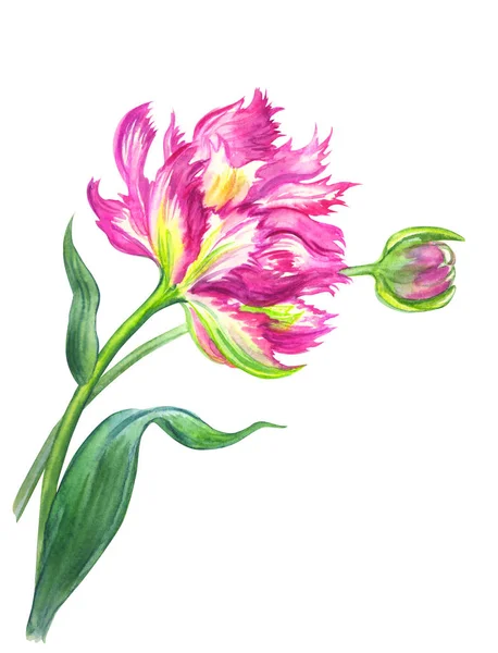 Tulipano Terry Con Bocciolo Disegno Acquerello Fondo Bianco Isolato — Foto Stock