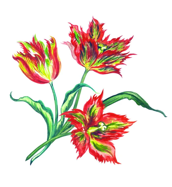 Boeket Rode Tulpen Aquarelverf Een Witte Achtergrond Geïsoleerd — Stockfoto