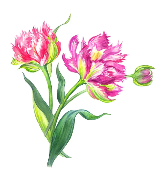 Bouquet Terry Tulips Watercolor Painting White Background Isolated — 스톡 사진