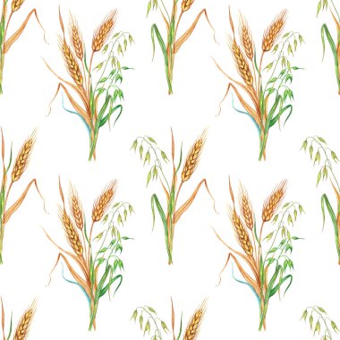 Buğday, çavdar ve yulaf desenli kulaklar, beyaz arka planda suluboya çizimi, izole edilmiş..