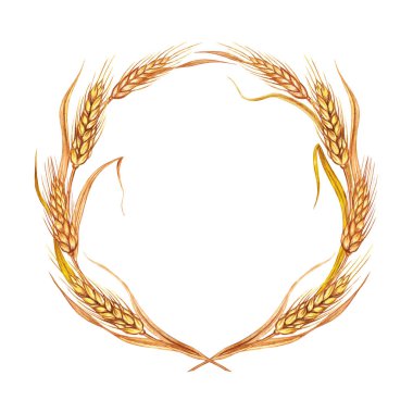Buğday veya çavdar çerçevesi, beyaz arka planda suluboya çizimi, izole edilmiş.