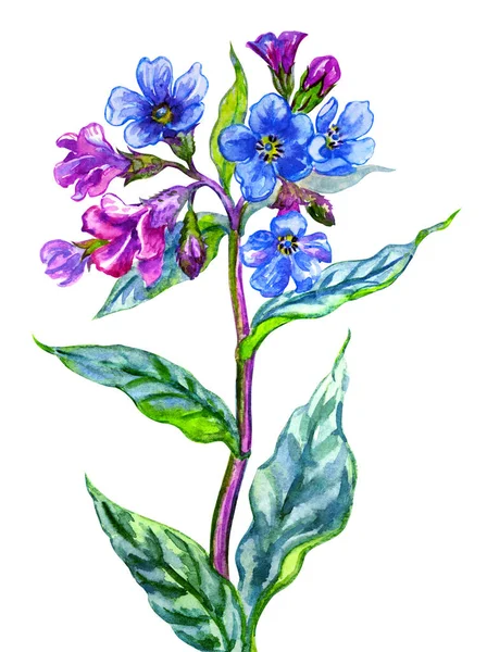 Цветущее Лесное Растение Лёгочное Акварельный Рисунок Белом Фоне Изолированный — стоковое фото
