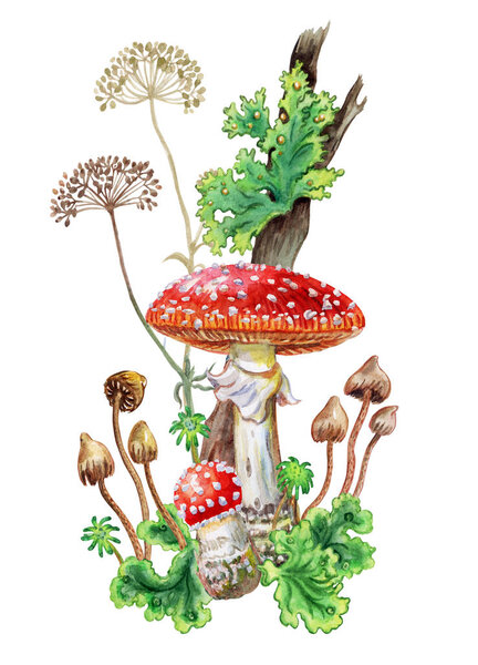 Bouquet of mushrooms, watercolor illustration on a white background with clipping path. The composition of the fly agaric, grebes, lichen, moss and umbrellas goutweed.