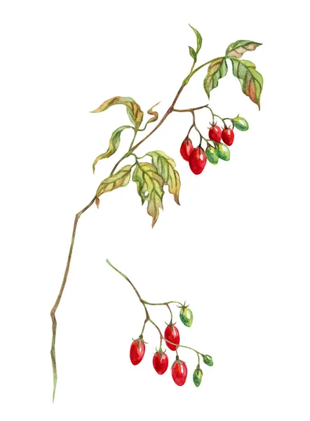 Filial Röd Nattskugga Med Bär Akvarell Botanisk Illustration Vit Bakgrund — Stockfoto