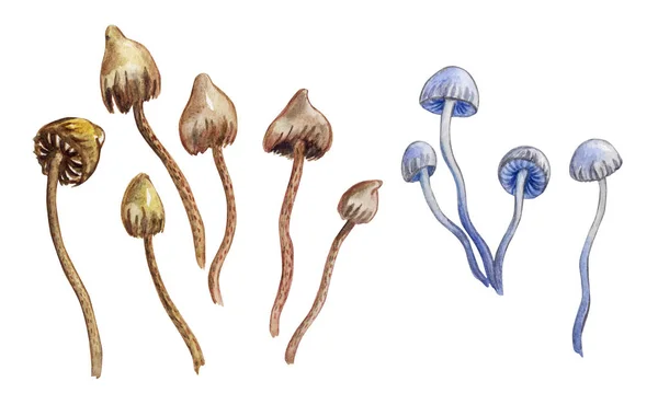 Set Toadstools Watercolor Painting White Background Isolation — 스톡 사진