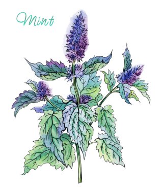 Nane, suluboya ve kalemle çizim. Çiçekli nane şekeri ve beyaz arkaplanda kırpma yolu ile izole edilmiş yapraklar.