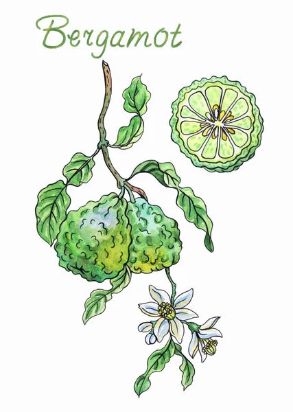 Bergamotto Con Frutti Fiori Acquerello Fodera Disegnati Mano Isolato Sfondo — Foto Stock
