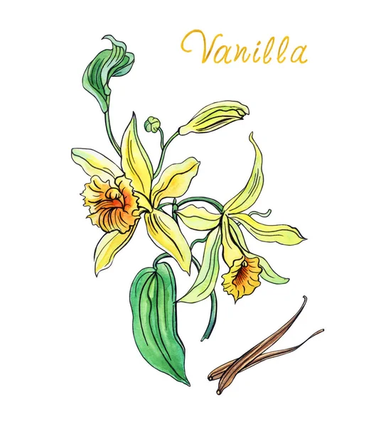 Flowering Vanilla Other Pods Hand Drawing Watercolor Liner Vanilla Spice — Stock Photo, Image