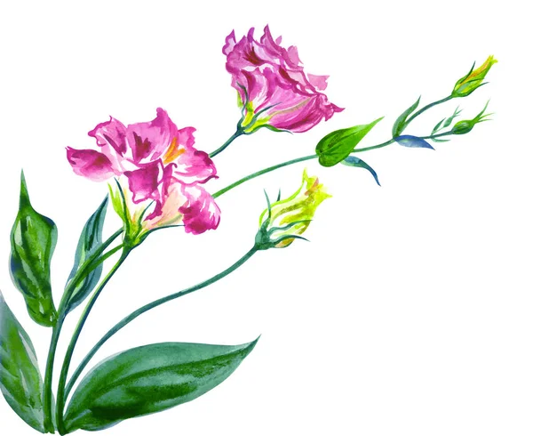 Pink Eustoma Lisianthus Watercolor Painting White Background Isolated — 스톡 사진