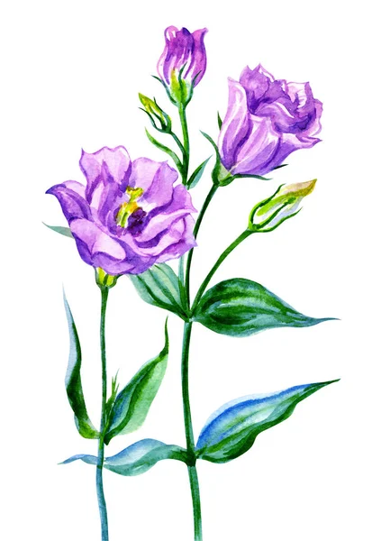 Purple Eustoma Lisianthus Watercolor Painting White Background Isolated — 스톡 사진