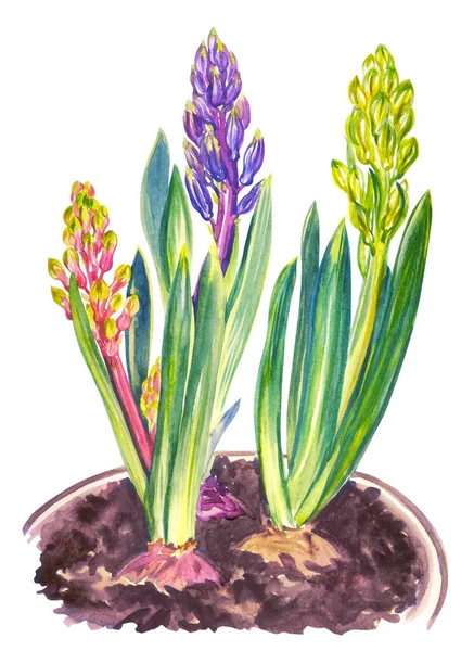 Bloeiende Hyacinten Met Bloemknoppen Een Pot Aquarelillustratie Witte Achtergrond Geïsoleerd — Stockfoto
