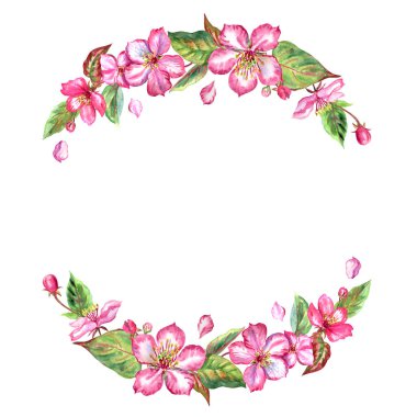 Elma çiçeklerinin yuvarlak çerçevesi, beyaz arka planda suluboya resim, izole edilmiş..